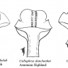 callophrys danchenkoi female genitalia